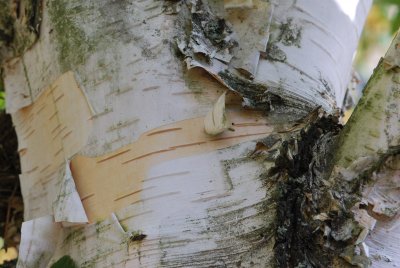 Betula jacquemontii - bříza Jacquemontova - borka